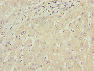 WDR74 Polyclonal Antibody - image 4
