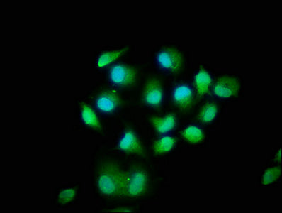 MOB1B Polyclonal Antibody - image 5
