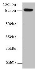 PASD1 Polyclonal Antibody - image 2
