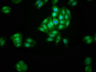 AFG1L Polyclonal Antibody - image 5