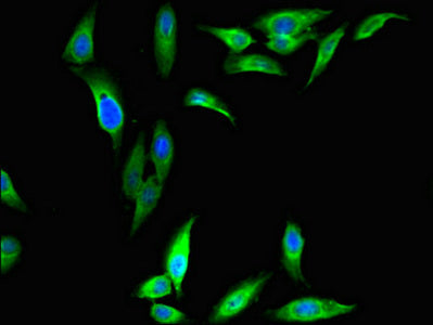 DAZAP1 Polyclonal Antibody - image 3