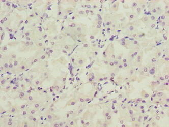LRRC20 Polyclonal Antibody - image 4