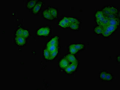 PDCL2 Polyclonal Antibody - image 5