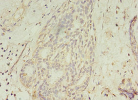 GCC1 Polyclonal Antibody - image 4