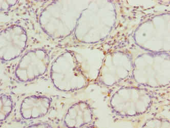 RMDN1 Polyclonal Antibody - image 4