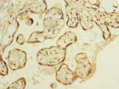 C8orf48 Polyclonal Antibody - image 3