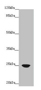 FAM3C Polyclonal Antibody - image 2