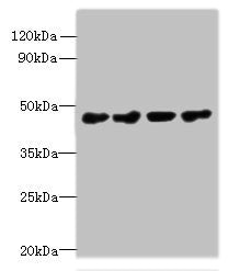 Immunohistochemistry of paraffin-embedded human kidney tissue using CAC14377 at dilution of 1:100