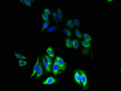 P2RY13 Polyclonal Antibody - image 3