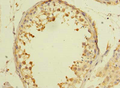 AARSD1 Polyclonal Antibody - image 4