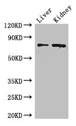 ZFP64 Polyclonal Antibody - image 2