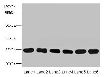 FKBP14 Polyclonal Antibody - image 2