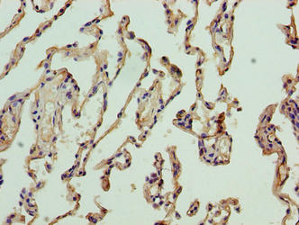 NICN1 Polyclonal Antibody - image 3