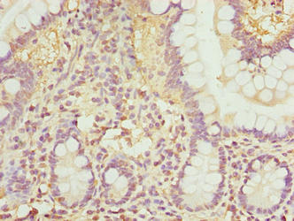 RHOF Polyclonal Antibody - image 4