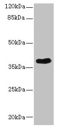 CAB39L Polyclonal Antibody - image 3