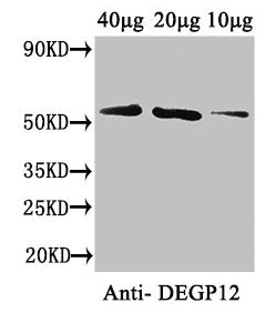 DEGP12 Polyclonal Antibody - image 2