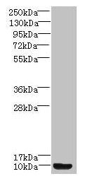 Prok2 Polyclonal Antibody - image 2