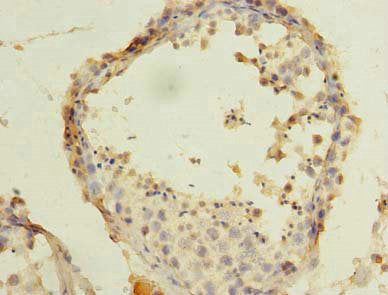 ACTRT3 Polyclonal Antibody - image 3