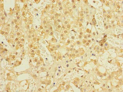 NIF3L1 Polyclonal Antibody - image 4