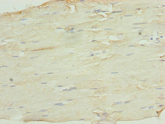 Immunohistochemistry of paraffin-embedded human thymus tissue using CAC14453 at dilution of 1:100