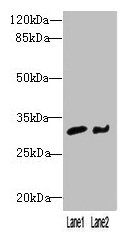 NIT2 Polyclonal Antibody - image 2