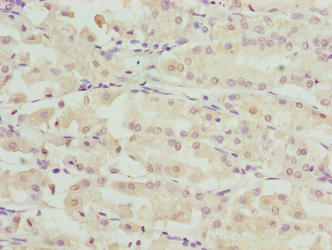 RIBC2 Polyclonal Antibody - image 4
