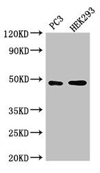 ACTR10 Polyclonal Antibody - image 2