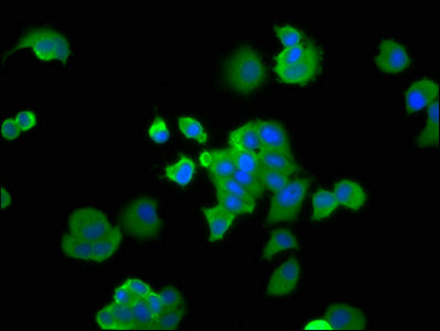 PA2G4 Polyclonal Antibody - image 5