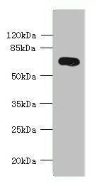 Immunofluorescent analysis of HepG2 cells using CAC14508 at dilution of 1:100 and Alexa Fluor 488-congugated AffiniPure Goat Anti-Rabbit IgG(H+L)