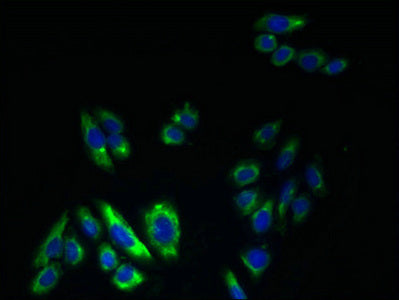 KCNS2 Polyclonal Antibody - image 3
