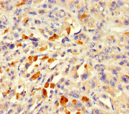 Immunohistochemistry of paraffin-embedded human testis tissue using CAC14516 at dilution of 1:100