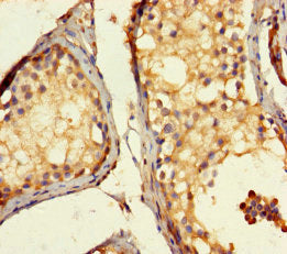 ACTL7A Polyclonal Antibody - image 4