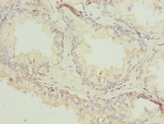ACTL7B Polyclonal Antibody - image 4