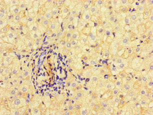 Immunofluorescent analysis of HepG2 cells using CAC14526 at dilution of 1:100 and Alexa Fluor 488-congugated AffiniPure Goat Anti-Rabbit IgG(H+L)