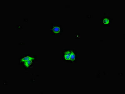 ALB Polyclonal Antibody - image 4