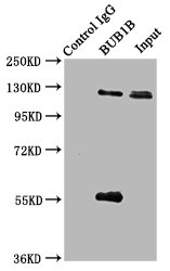 BUB1B Polyclonal Antibody - image 4