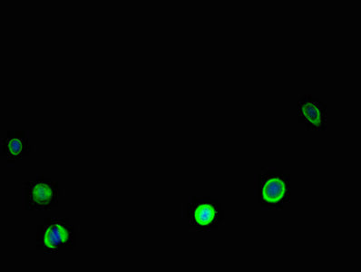 CALR Polyclonal Antibody - image 4