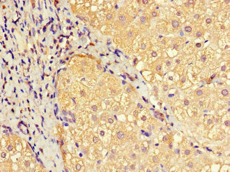 Immunohistochemistry of paraffin-embedded human kidney tissue using CAC14531 at dilution of 1:100