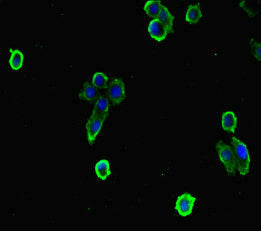 EFCAB7 Polyclonal Antibody - image 5