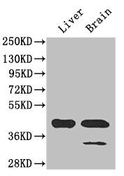 GLUL Polyclonal Antibody - image 5