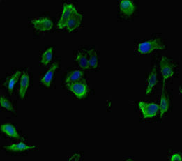 INTS9 Polyclonal Antibody - image 5