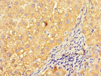 Immunofluorescent analysis of HepG2 cells using CAC14540 at dilution of 1:100 and Alexa Fluor 488-congugated AffiniPure Goat Anti-Rabbit IgG(H+L)