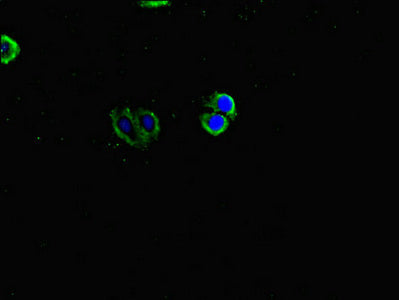 INVS Polyclonal Antibody - image 4