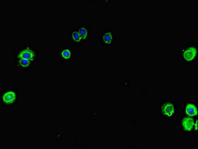 MAPK1 Polyclonal Antibody - image 5