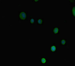 PRMT3 Polyclonal Antibody - image 5