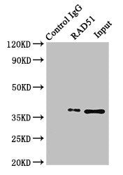 RAD51 Polyclonal Antibody - image 5