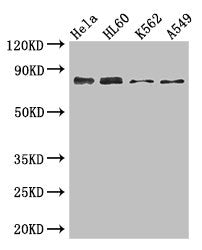 SSRP1 Polyclonal Antibody - image 3