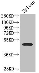 Immunohistochemistry of paraffin-embedded human kidney tissue using CAC14550 at dilution of 1:100