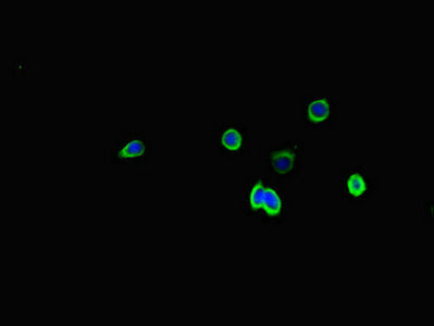 Immunofluorescent analysis of PC-3 cells using CAC14550 at dilution of 1:100 and Alexa Fluor 488-congugated AffiniPure Goat Anti-Rabbit IgG(H+L)