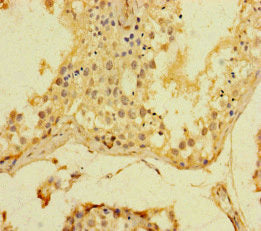 SRF Polyclonal Antibody - image 3